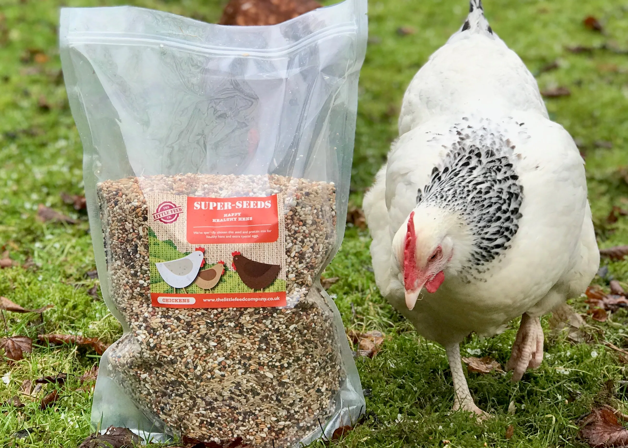 chickens, bhwt, rescue hens, poultry