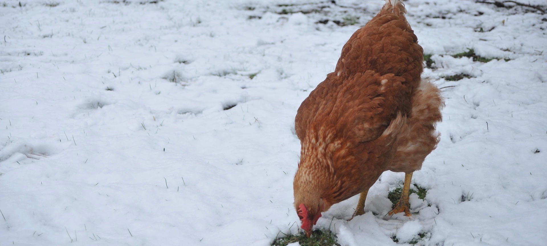 How to stop water troughs & buckets from freezing.. - The Little Feed  Company