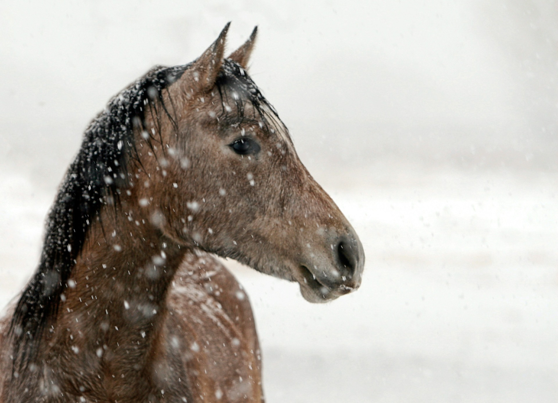 keeping horses warm in winter