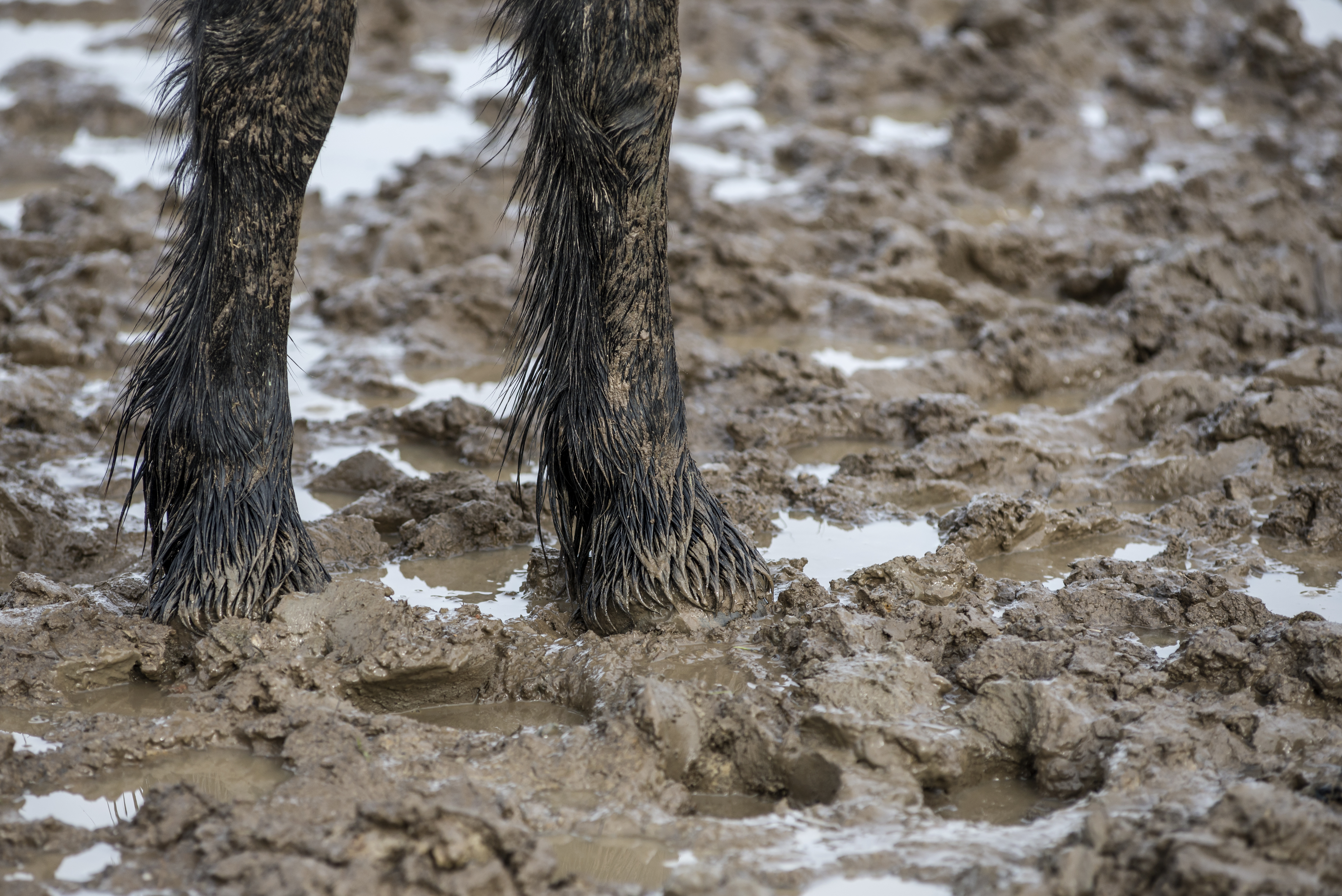 mud fever, horses, muddy horse, rain scald, scratches