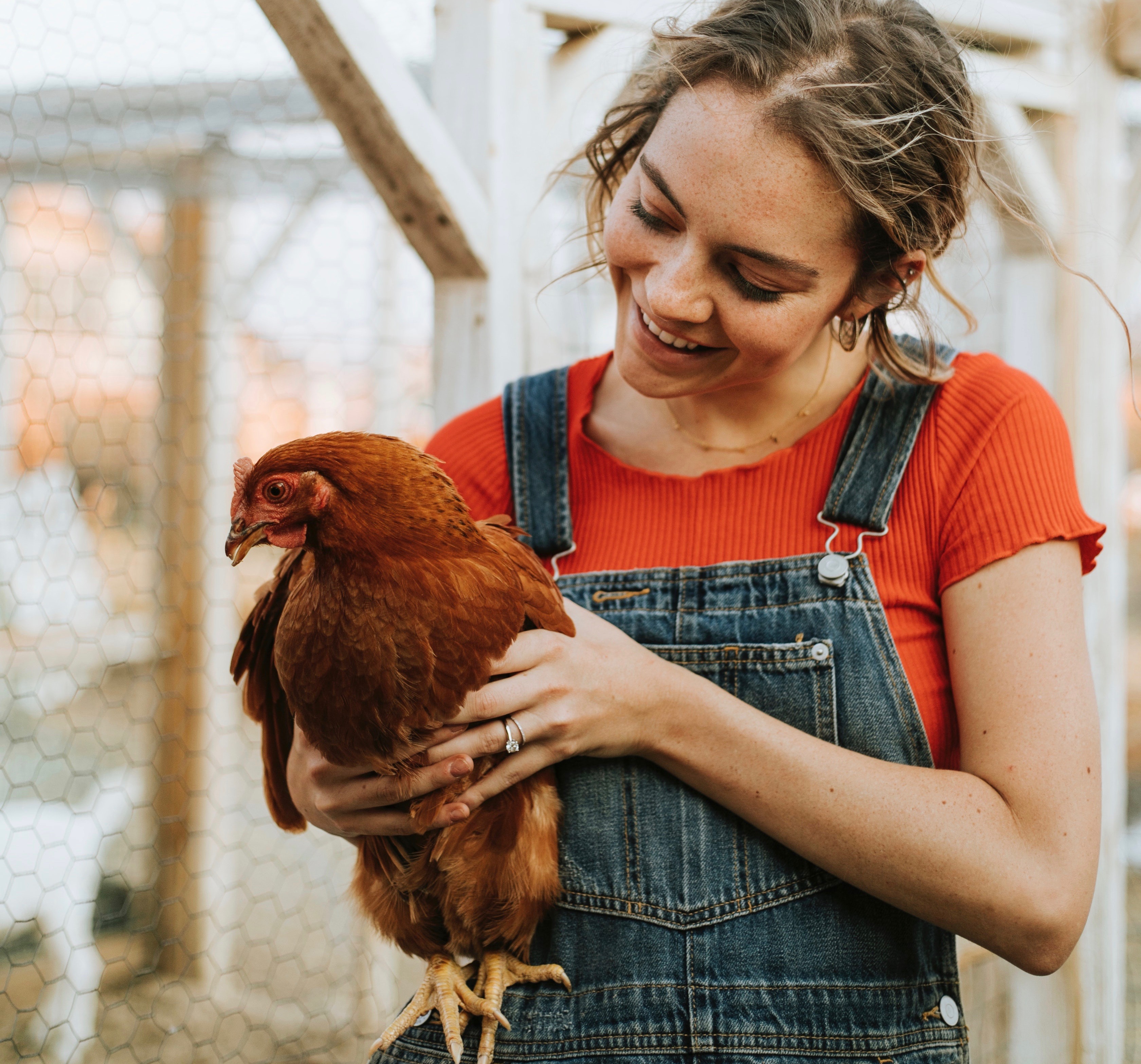 sour crop, hens, chickens, poultry, free range, bhwt