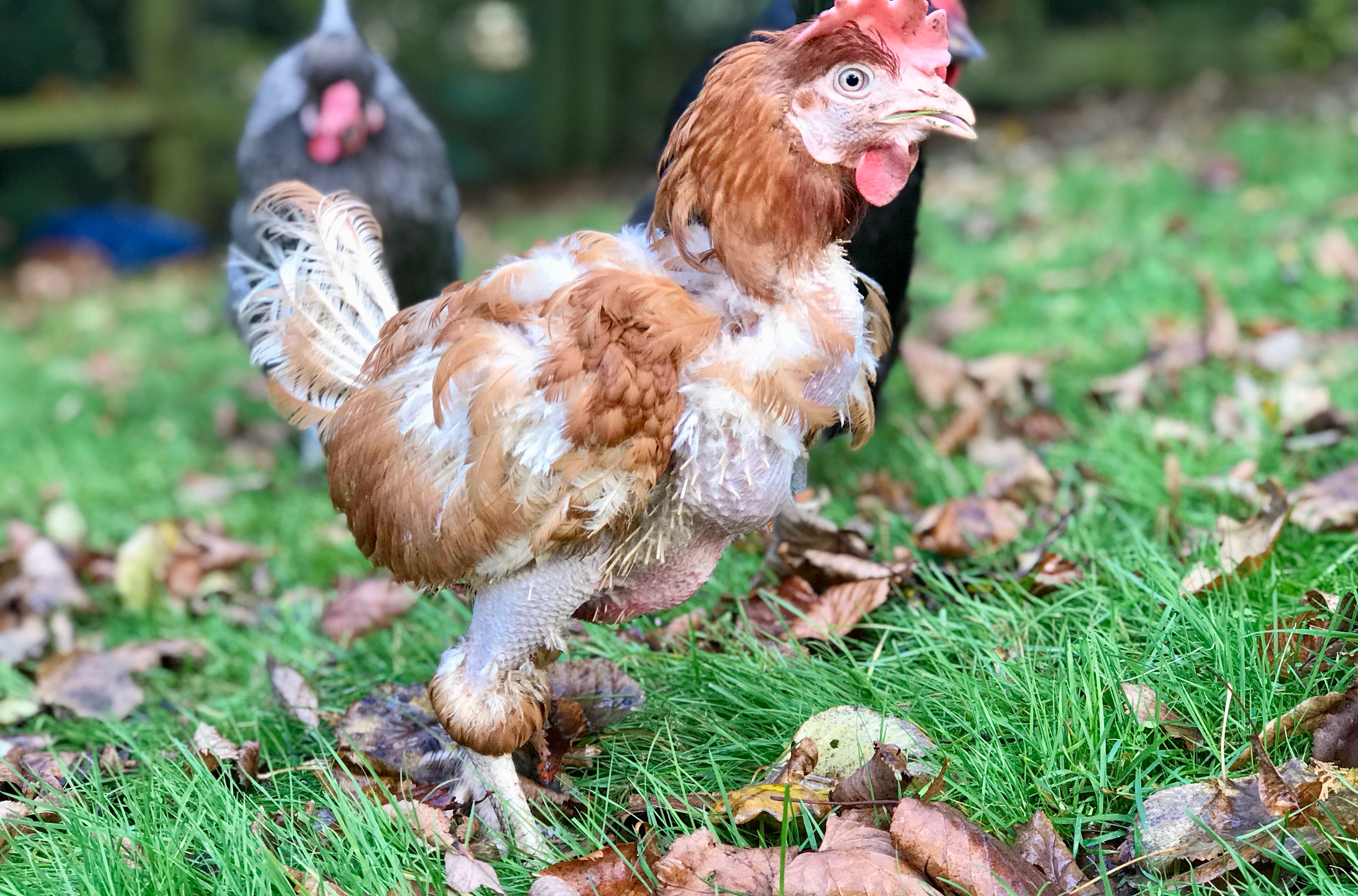 rescue hens, ex-batts, bhwt, chicken, poultry,