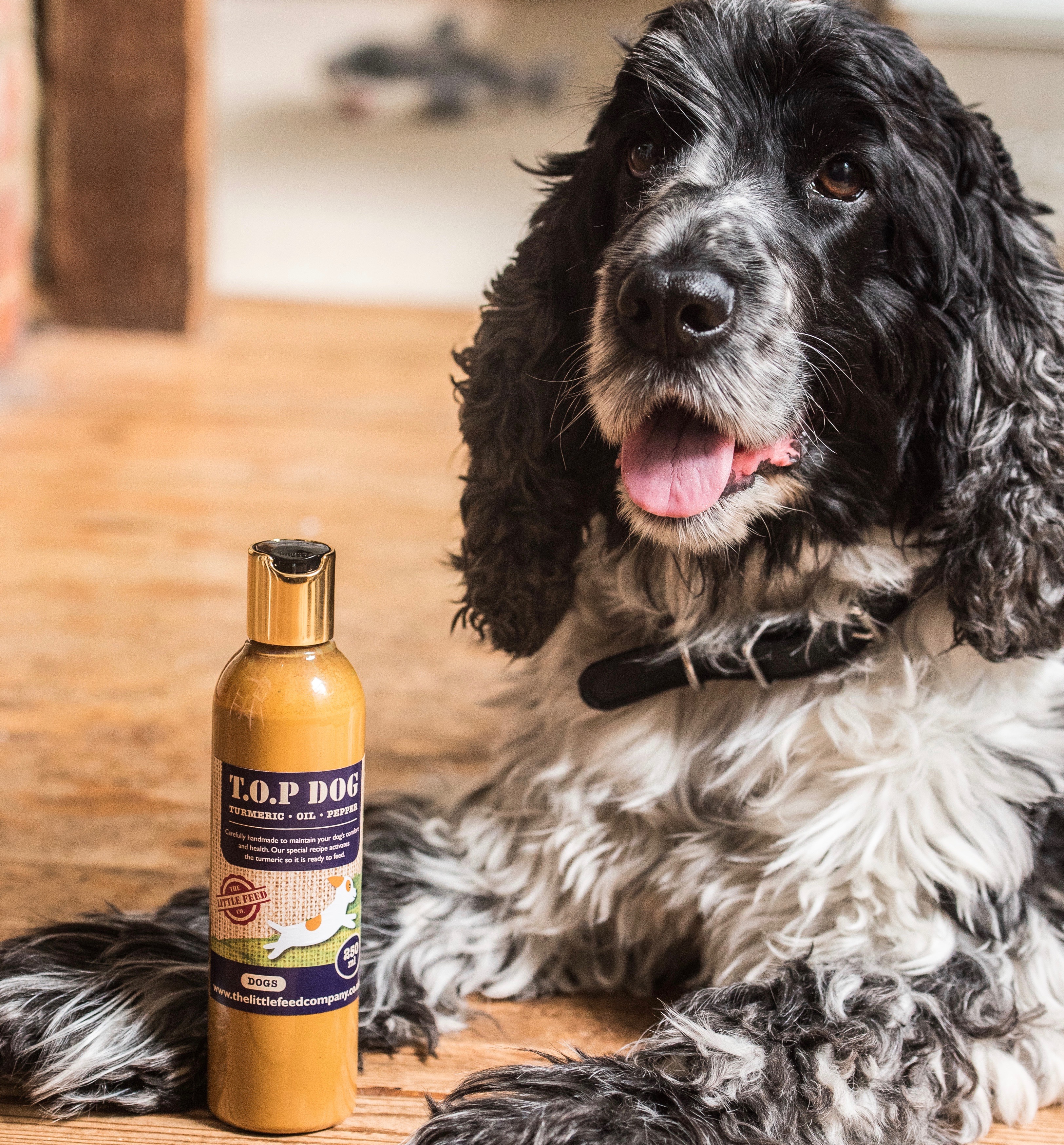 is turmeric good for dogs