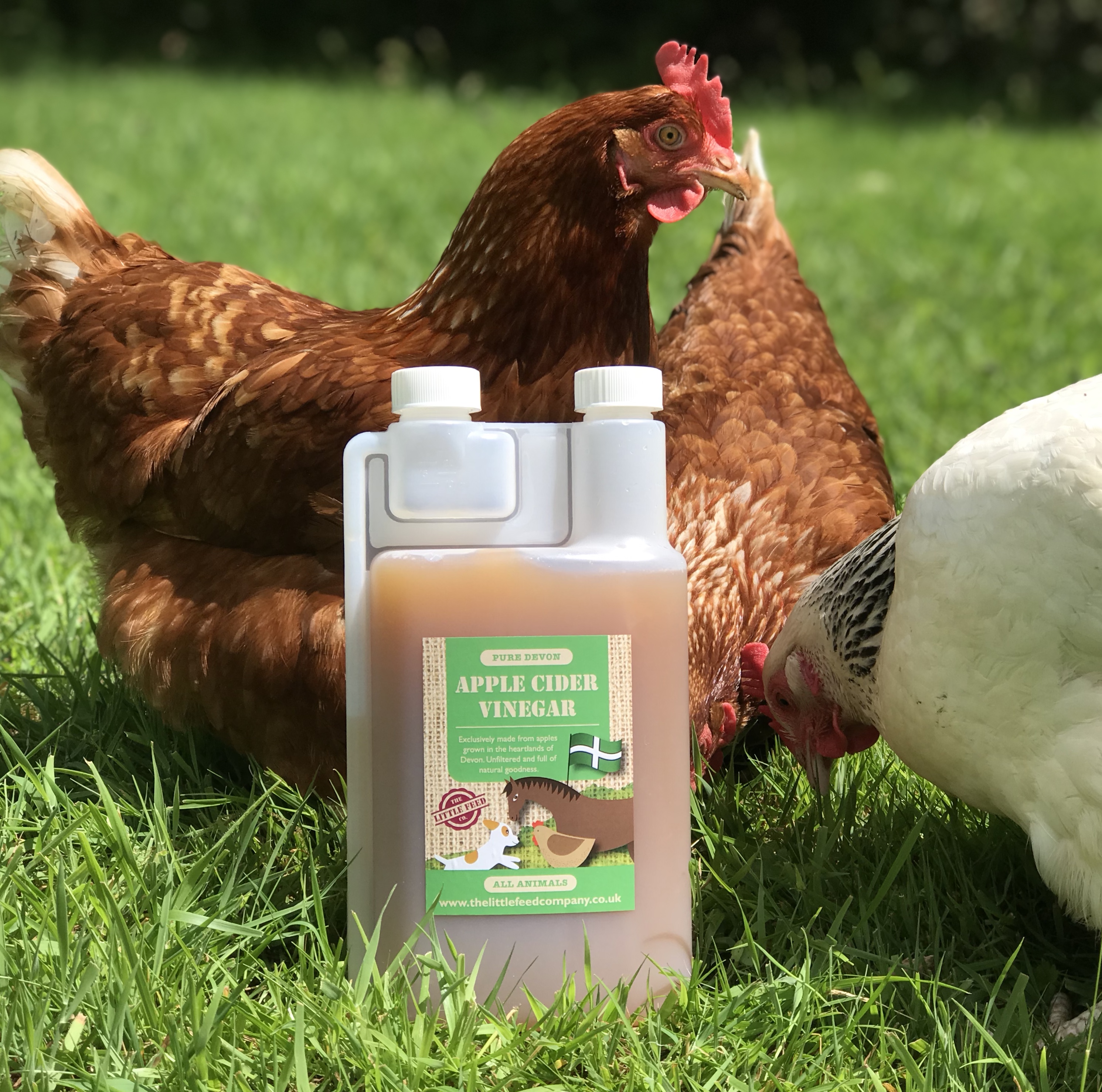 cider vinegar for chickens, rescue hens, ex battery hens