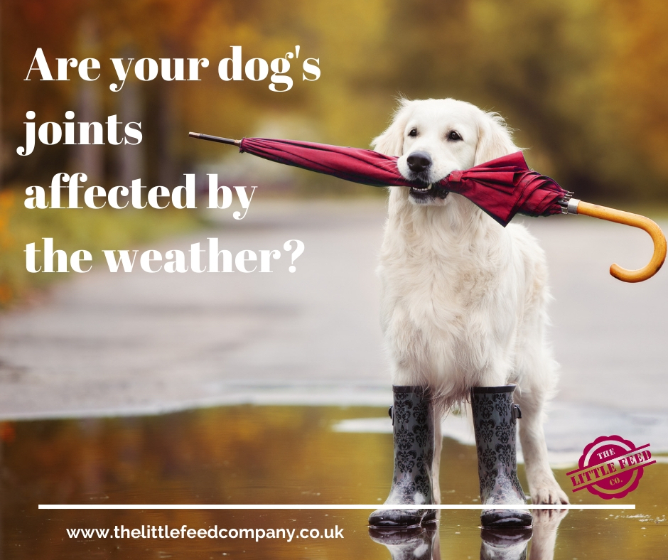 dog's joints, glucosamine for dogs