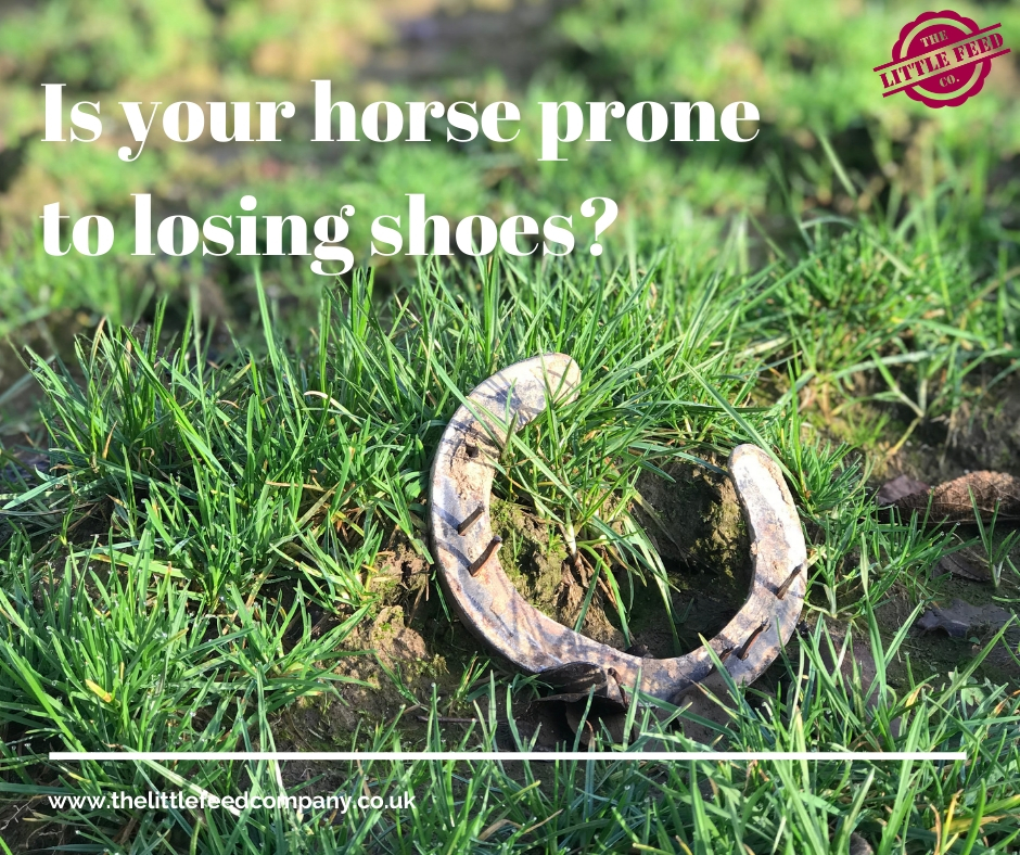 my horse keeps losing his shoes