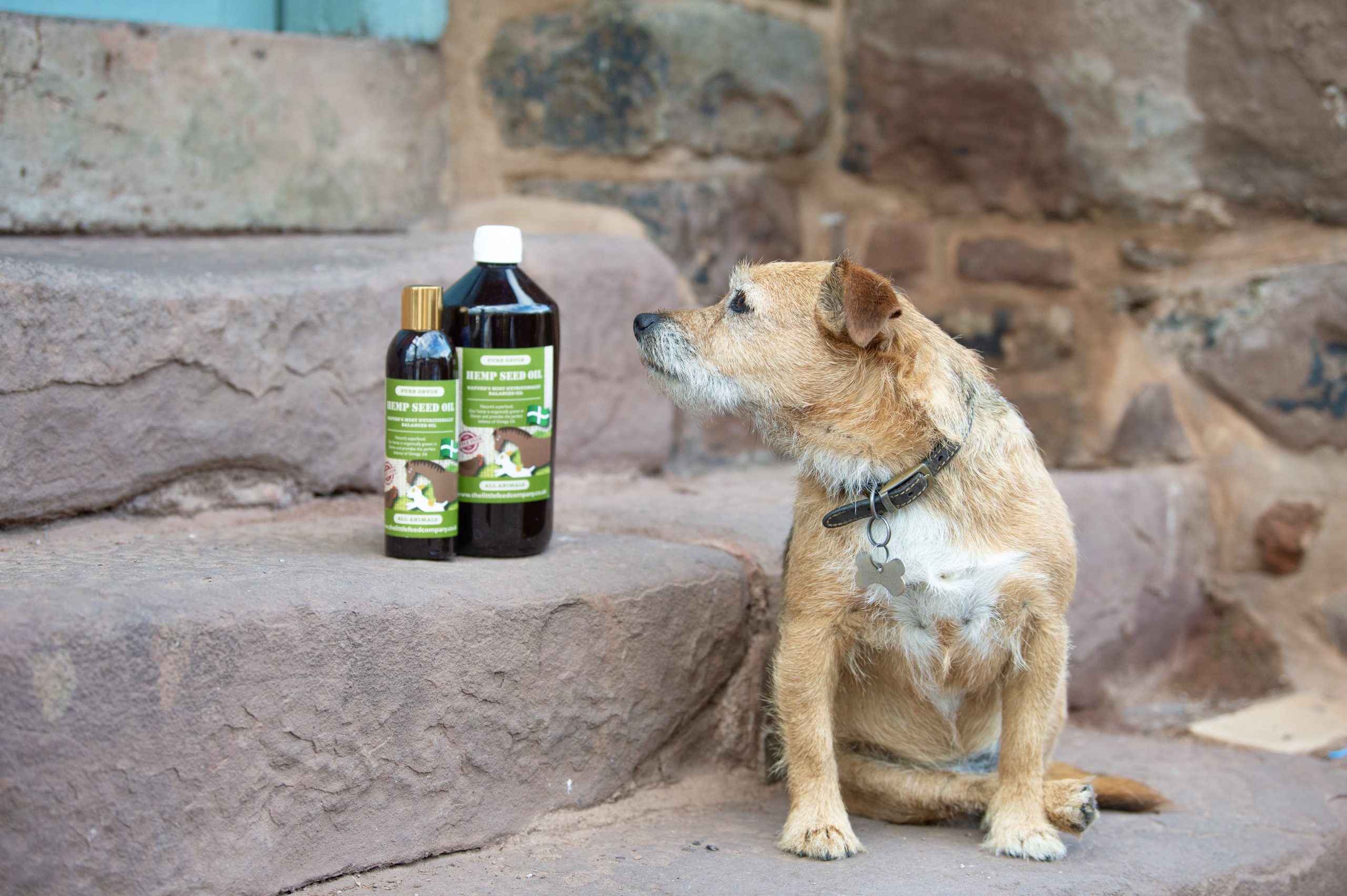 hemp oil for dogs