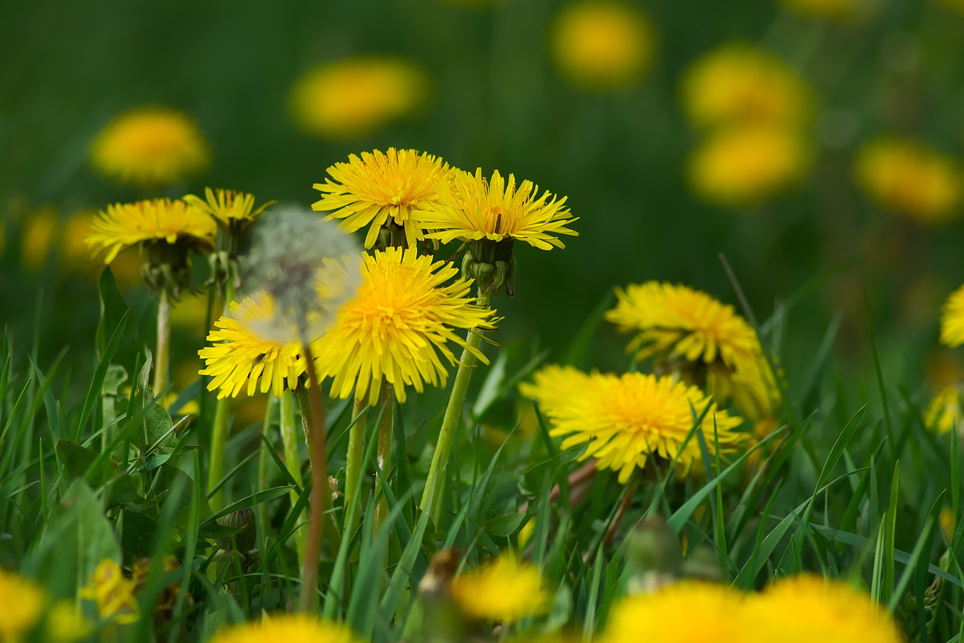 dandelions