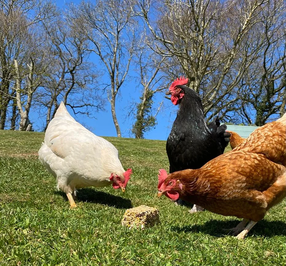 chickens, pecking bar for hens