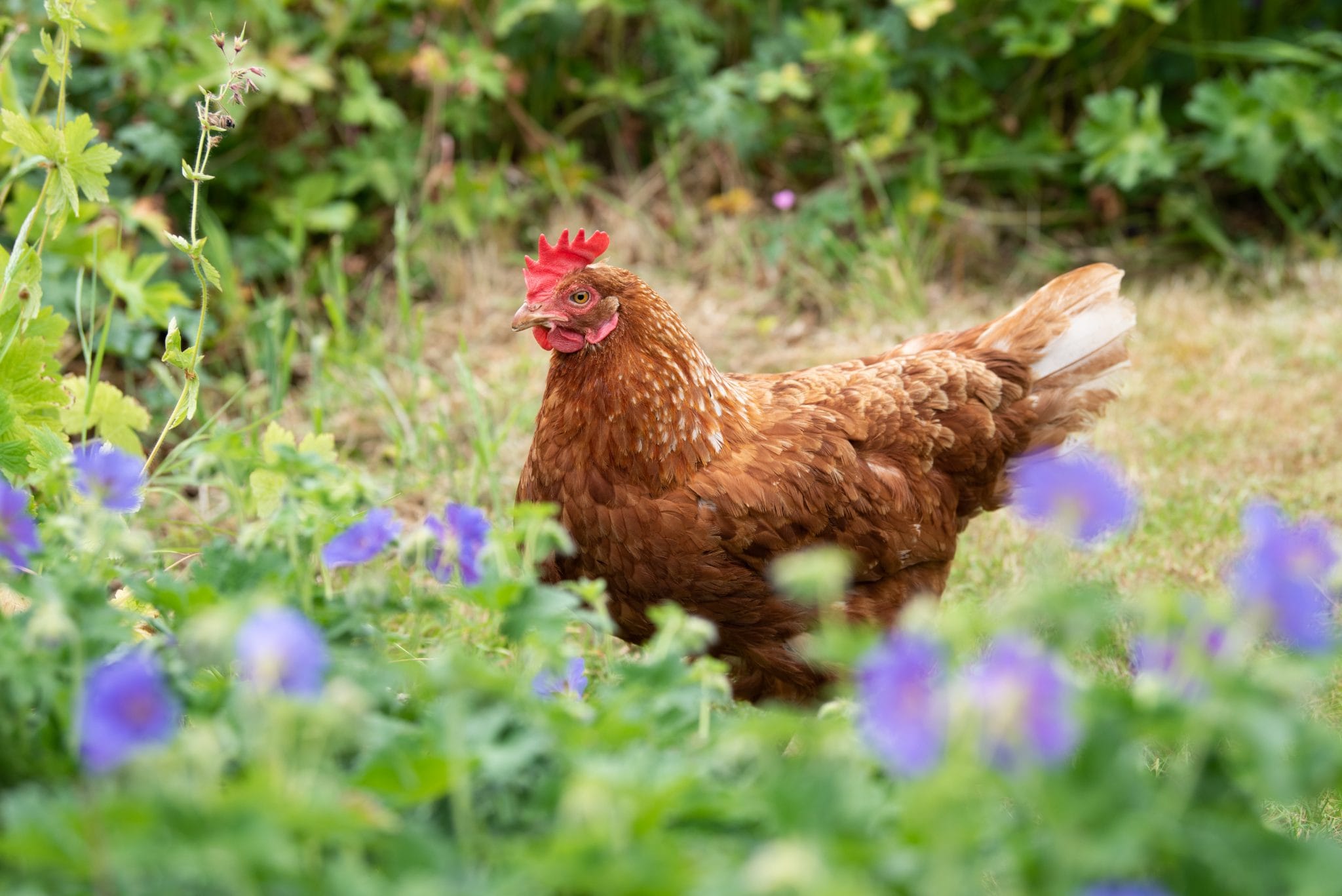 Chicken Red Mite 10 things you should know... The Little Feed Company