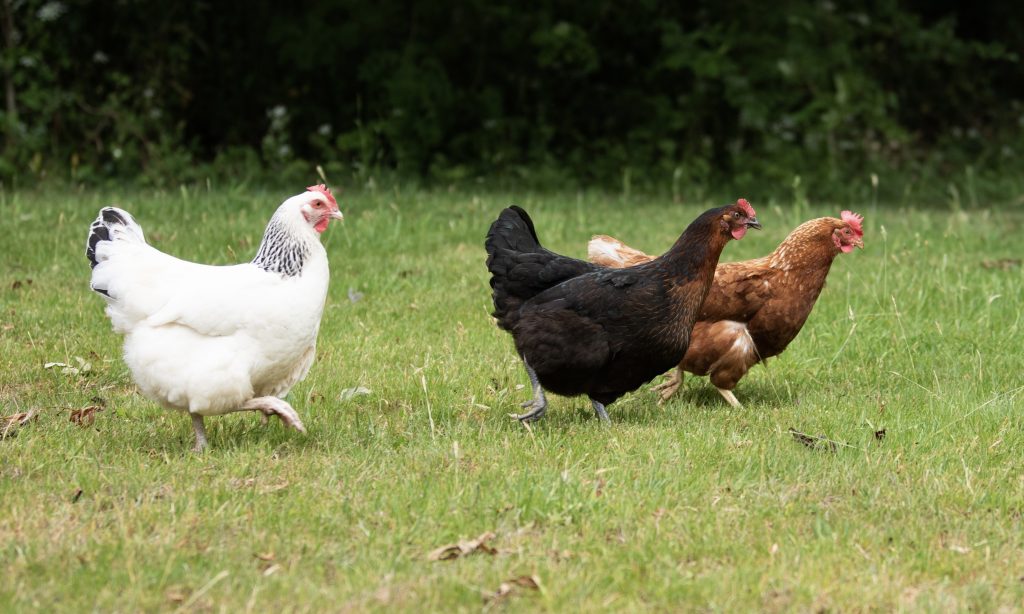 How to introduce new hens to an established flock