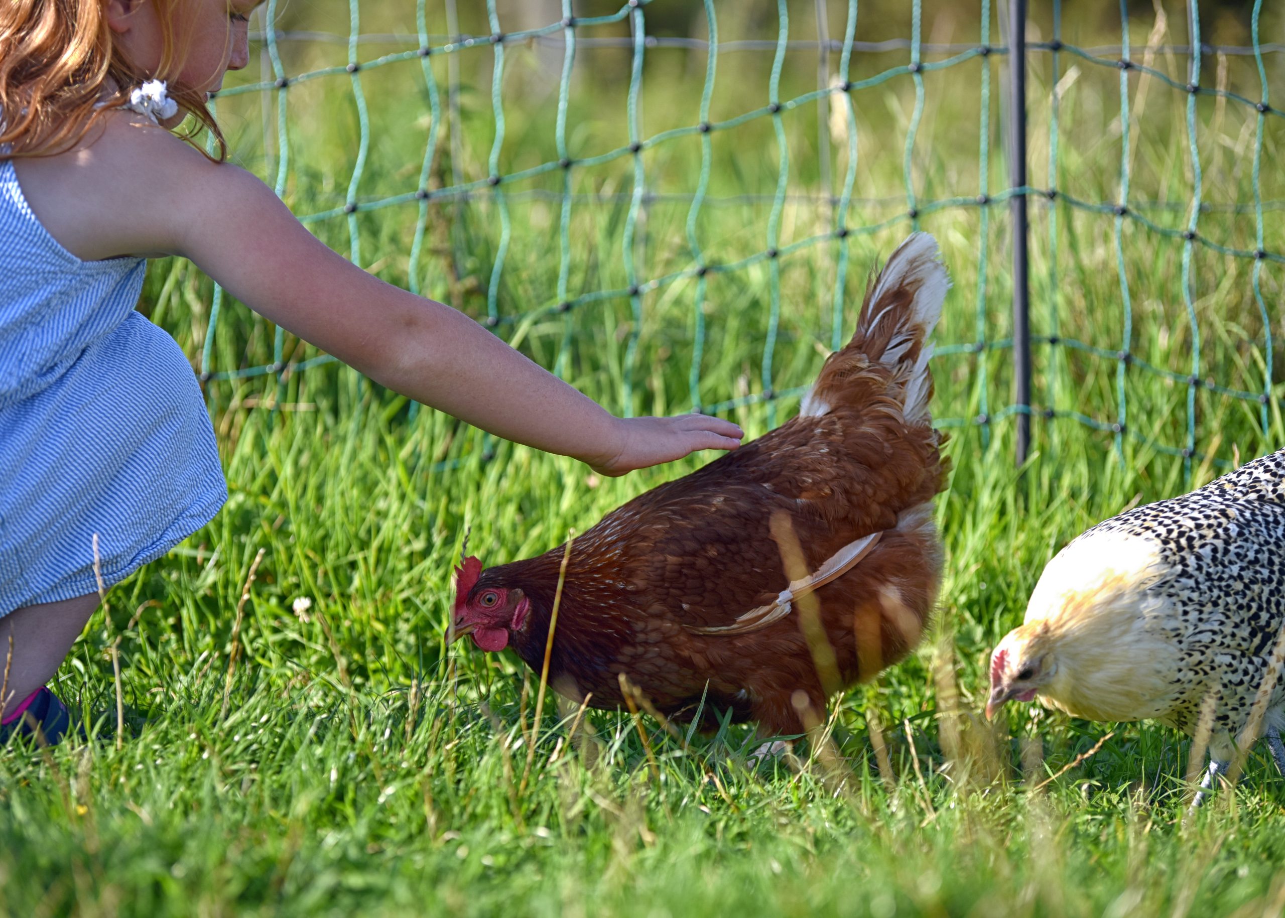 Charcoal for Chickens