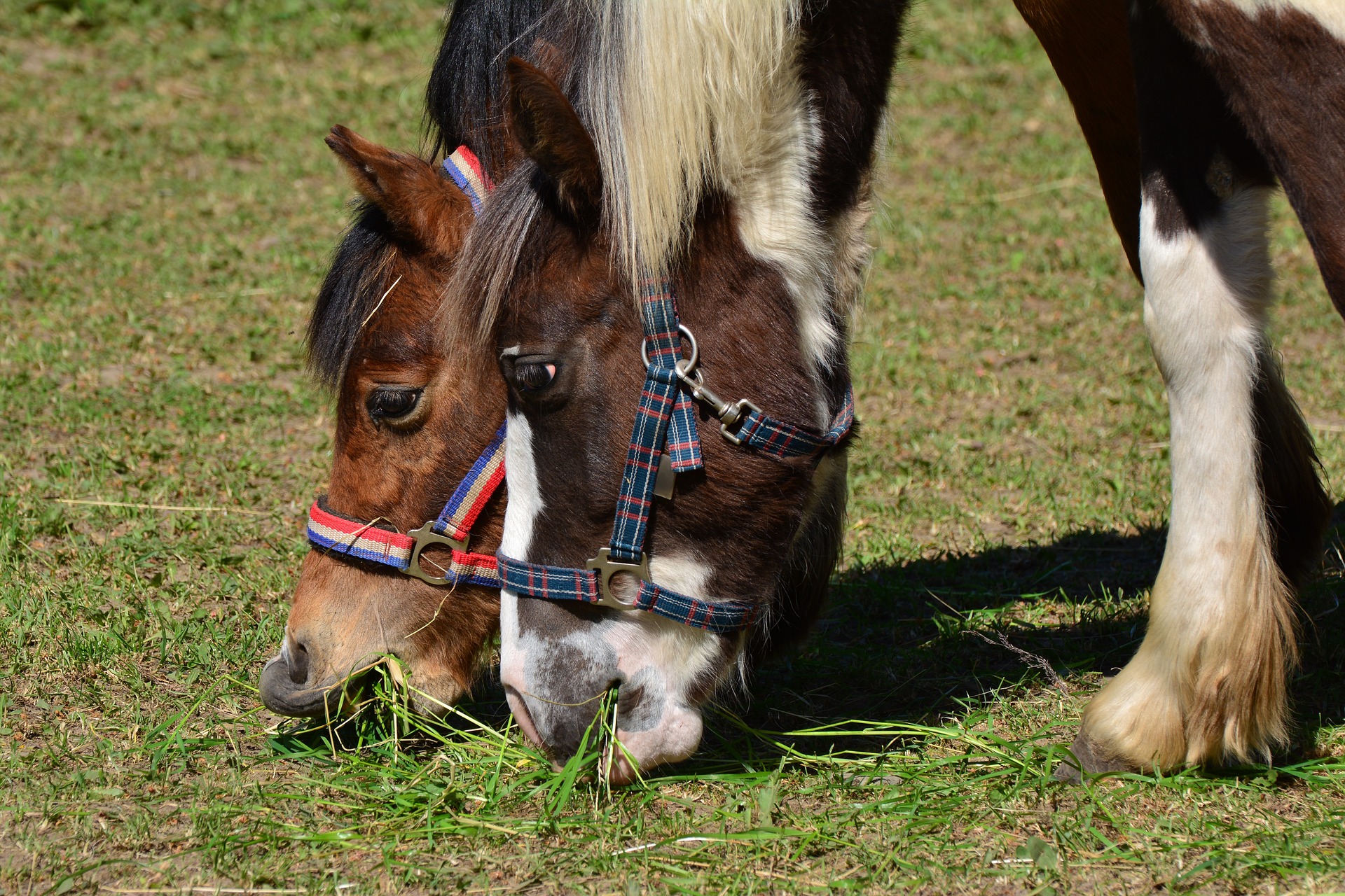 grass growth rate for horses