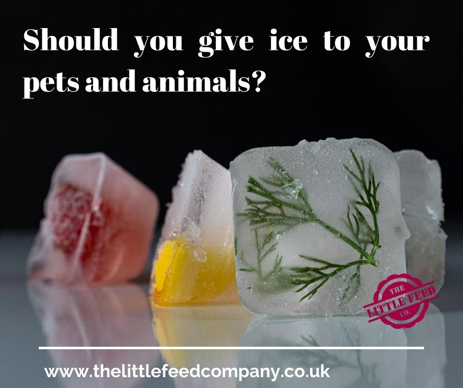 should you give your animals ice on a hot day