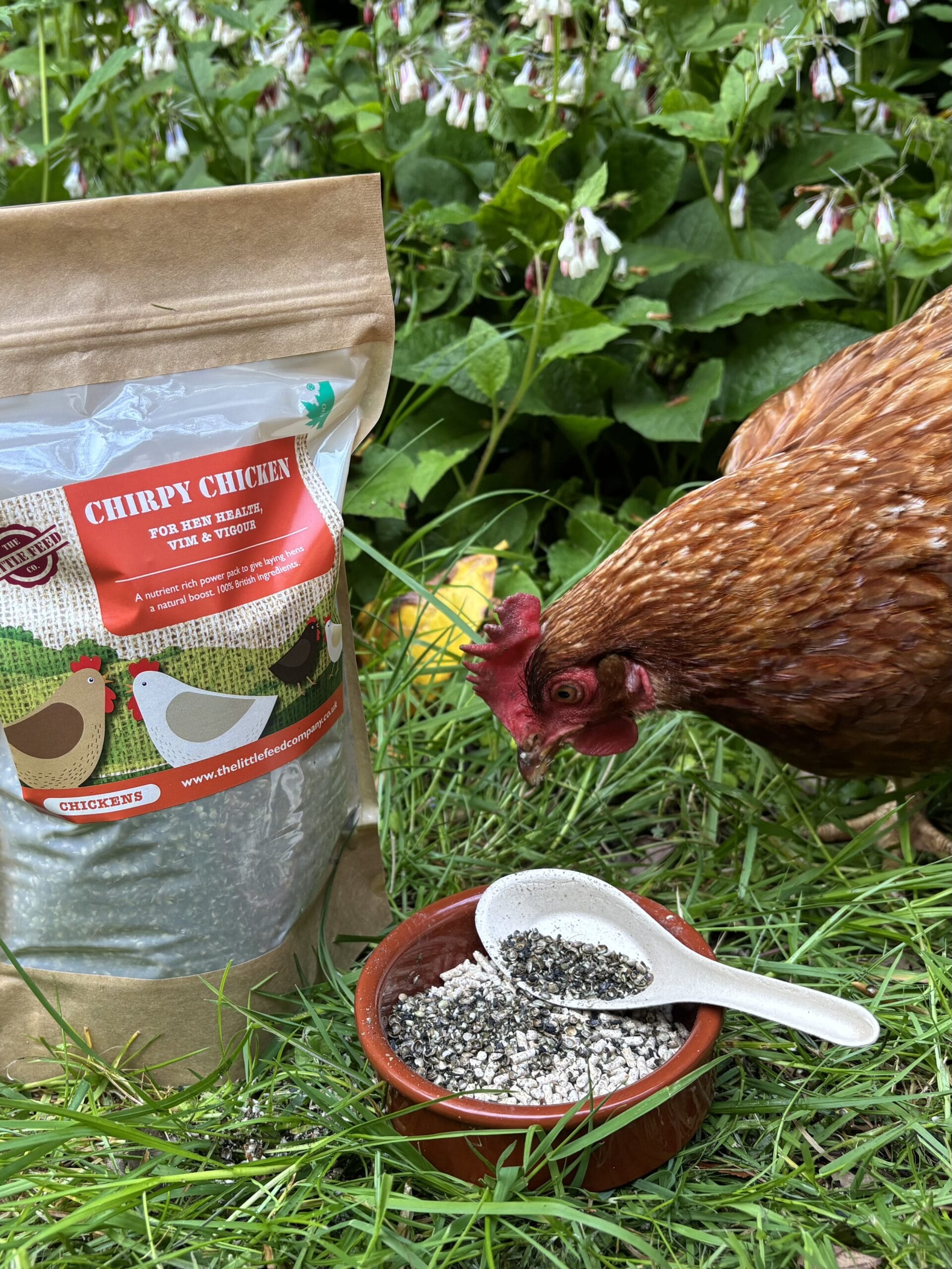 a hen enjoying chirpy chicken sprinkled on her layers pellets