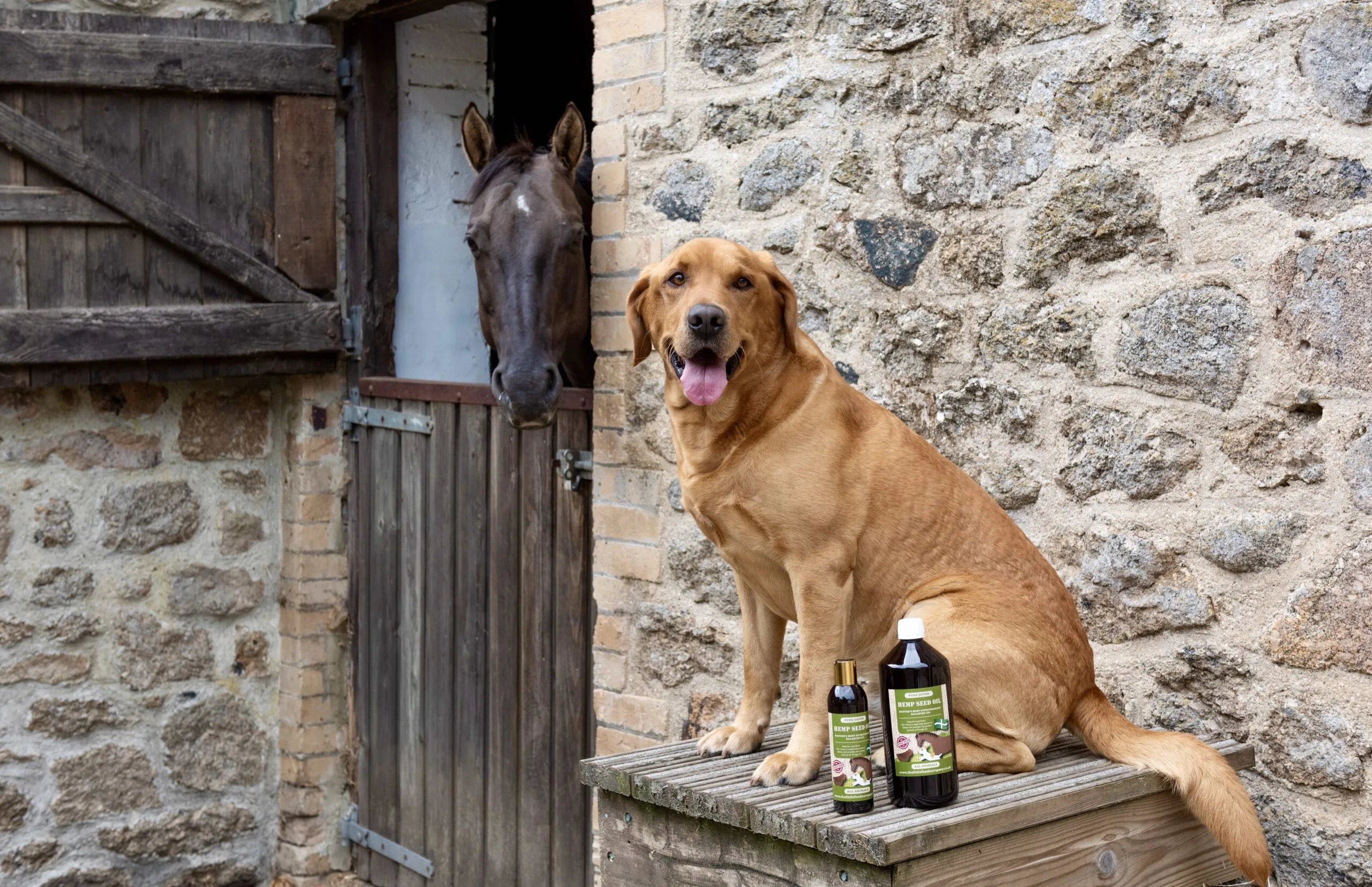 what is the most popular breed of dog in the UK