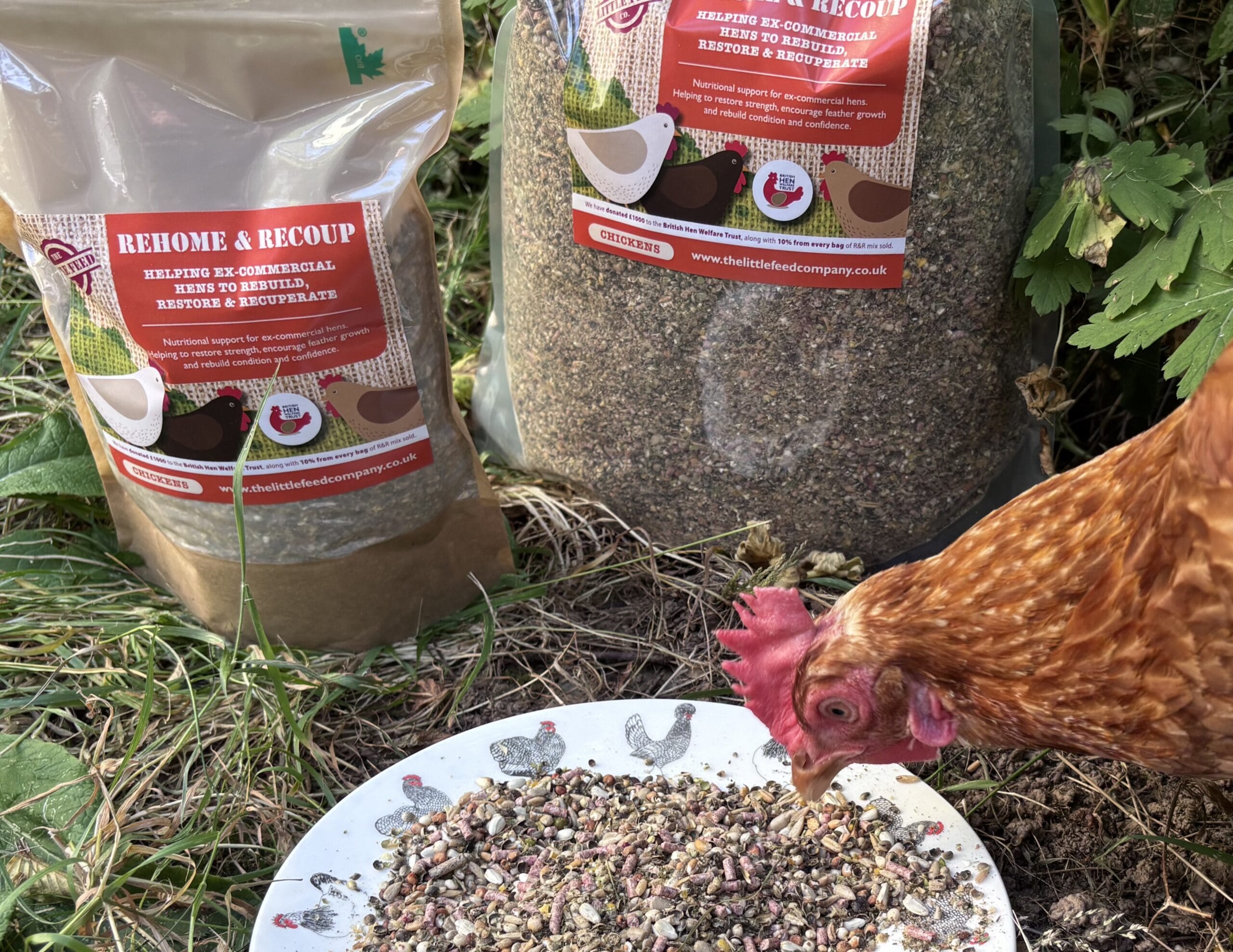 a rehomed hen pecking at rehome and recoup feed mix